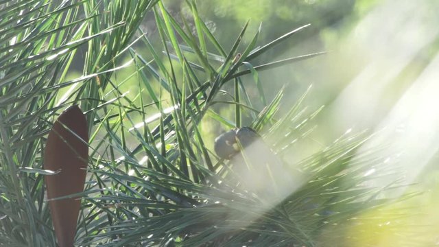 Lear's macaw resting and vocalizating on licuri palm tree branch