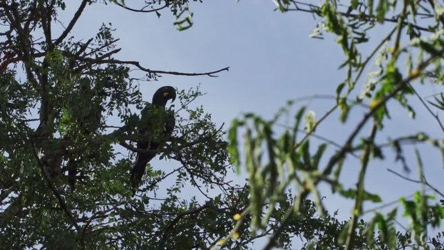 Lear macaw resting on tree of Caatinga Brazil