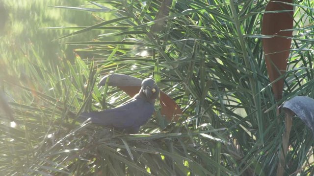 Lear's macaws resting on licuri palm branches in Caatinga Brazil