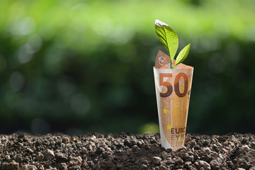 Image of EURO money banknote with plant growing on top for business, saving, growth, economic concept
