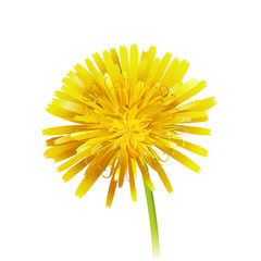 Dandelion officinale flower. Vector realistic icon illustration