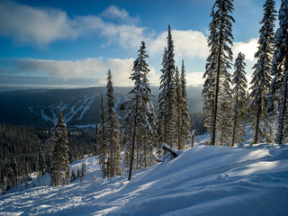 Fototapeta na wymiar Trees in a ski resort, Sun Peaks Resort, Sun Peaks, British Columbia, Canada