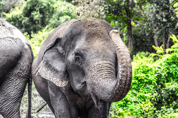 Happy Elephant  throwing dust up in Thailand