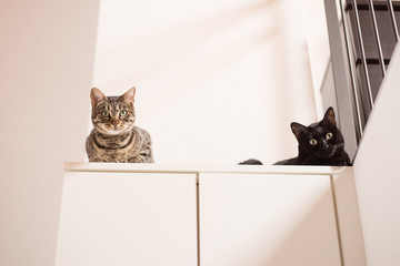 Gray and black cat on a wardrobe