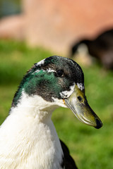 Close up portrait of colorful duck head