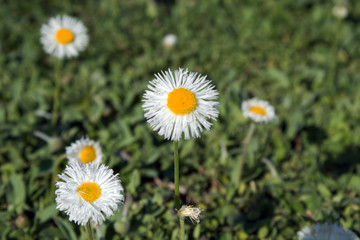 small little flowers in the garden