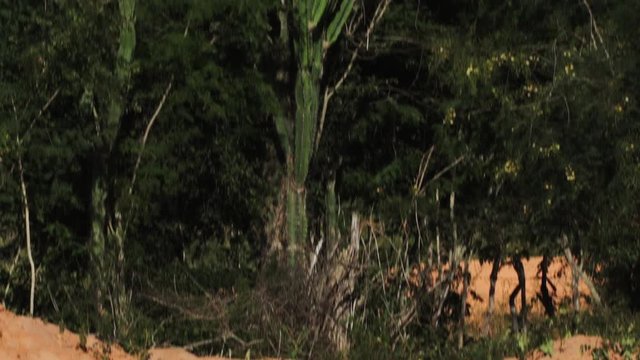 Tilt on mandacaru cactus of desertic region of Brazil
