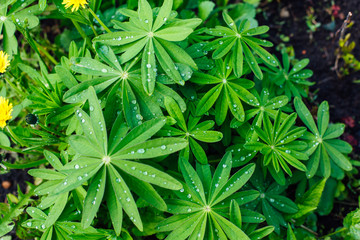 Flower plant with drops of a dew on the leaves.