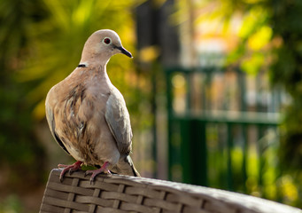 pigeon on chair back