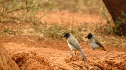 Bird in africa