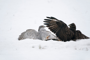 fighting goshawk and common buzzard