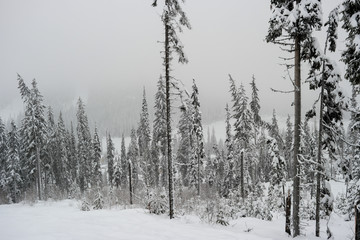 Snow covered trees in Sun Peaks Resort, Sun Peaks, Kamloops, British Columbia, Canada