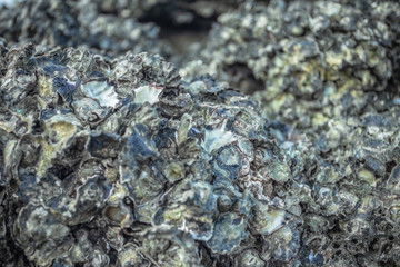 Oysters live in rocks at Tup Kaek beach Krabi.The remains of the oyster shell that is in the rock are sharp. .If stepping on it will cause danger of being hit by a bad shell.