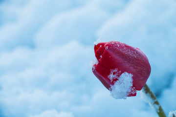 Beautiful red spring tulip with against the background of snow in the garden