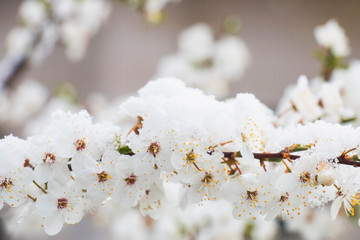 Flowering fruit branches in the snow, natural disaster in agriculture, climate change, loss of crops