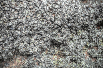 Oysters live in rocks at Tup Kaek beach Krabi.The remains of the oyster shell that is in the rock are sharp. .If stepping on it will cause danger of being hit by a bad shell.