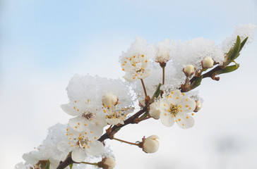 flowering fruit branches in the snow,natural disaster in agriculture,climate change,loss of crops fruit crops