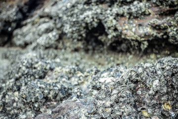 Oysters live in rocks at Tup Kaek beach Krabi.The remains of the oyster shell that is in the rock are sharp. .If stepping on it will cause danger of being hit by a bad shell.