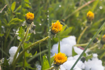 Beautiful yellow spring dandelion in grass in snow white
