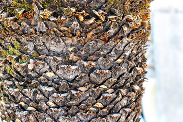 The trunk of a palm tree close up