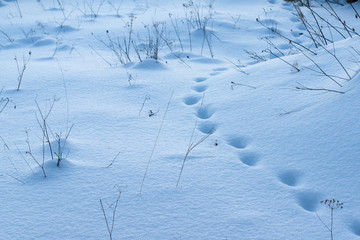 Fototapeta na wymiar Tracks in snow, traces of the animal in the deep snow near the forest