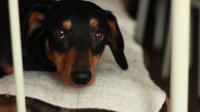 Dog, dachshund lying on the couch