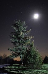Tree at Night - Photograph