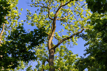 Fototapeta premium Baum vor blauem Himmel mit Spechthöhle