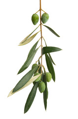 olive branch isolated