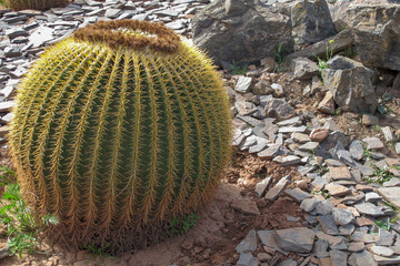 Cactus landscape in Morocco