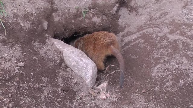 Close up shot of a meerkat, or surikat digging dirt out of its den.