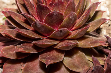 Sempervivum. Red. Petal. Plant. Fresh. Macro