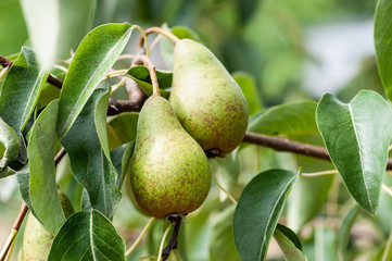 Branch of unripe green blush pears