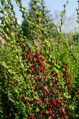Berberis thunbergii Erecta - barberry fruit