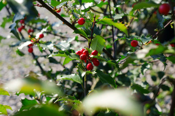 Ilex meserveae Blue Princess - holly fruit
