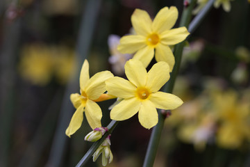 Winterjasmin-Blüte Makro Jasminum nudiflorum