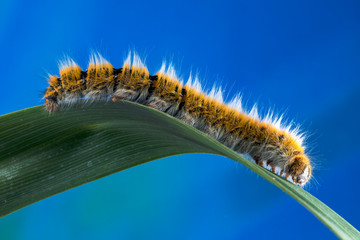 Eggar Moth (lasiocampa trifolii) caterpillar