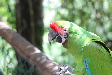 Soldatenara kleiner wartet gespannt auf Futter