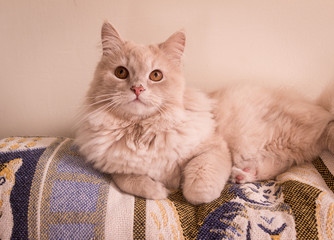 Little Matisse 