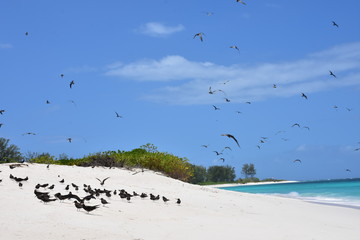 Bird Island - Seychellen