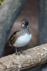 Mandarin Duck (Aix galericulata).