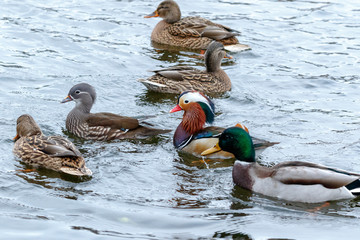 Mandarin Duck (Aix galericulata).