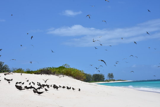 Bird Island - Seychellen