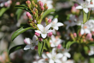 Flores blancas en el campo