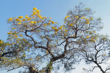 Beautiful Tabebuia chrysantha (Golden Tree, Golden Trumpet Tree, Yellow Pui) blossom blooming on tree with blue sky background.