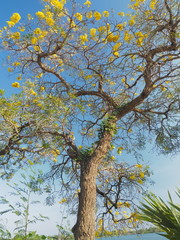 Beautiful Tabebuia chrysantha (Golden Tree, Golden Trumpet Tree, Yellow Pui) blossom blooming on tree with blue sky background.