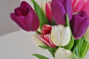 bouquet of tulips on white background