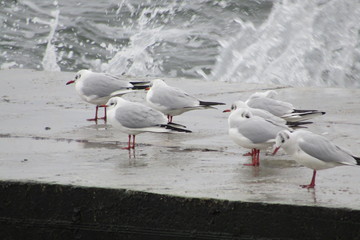 seagulls on the beach