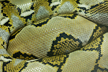  Scales of a snake. close-up Snake curled.