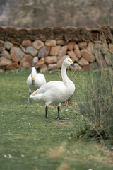 pair of white geese